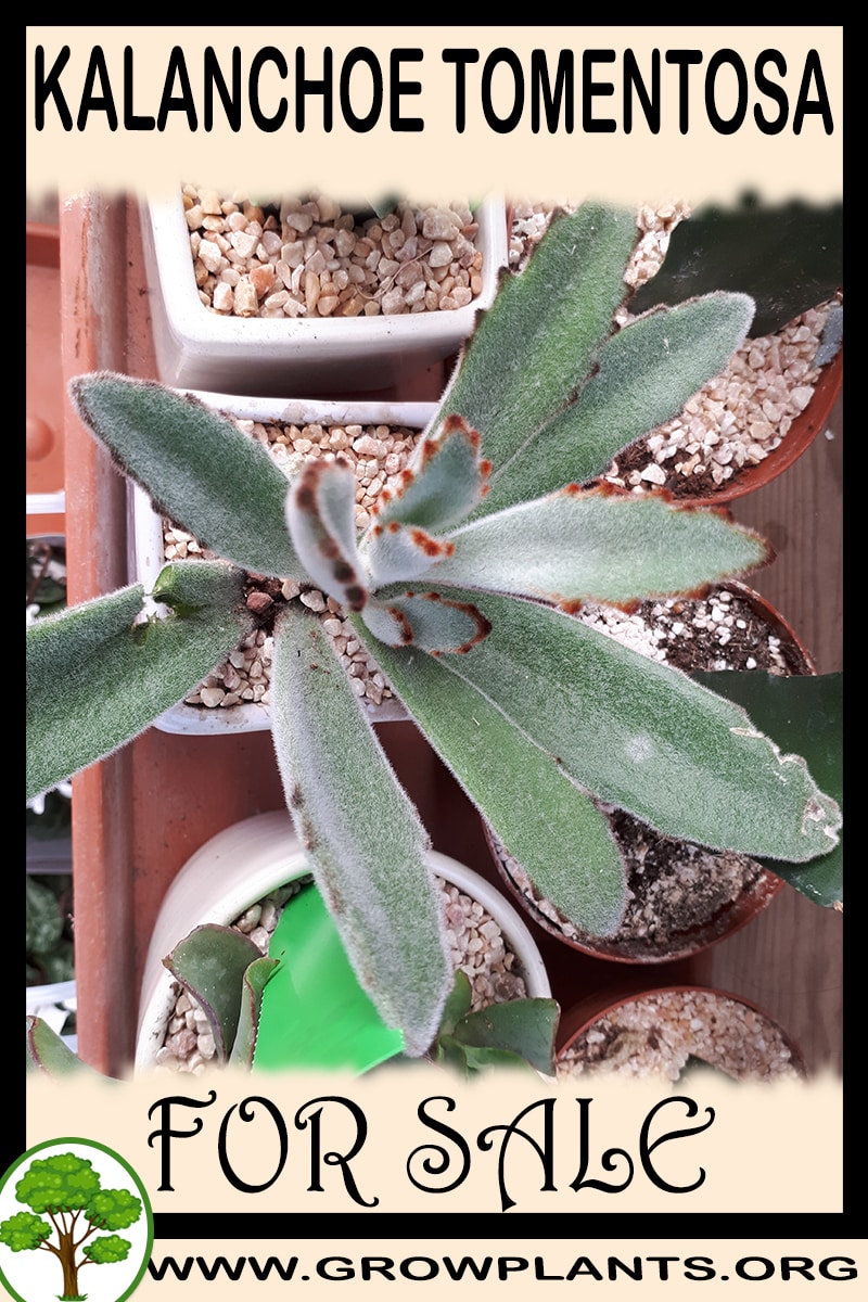 Kalanchoe tomentosa