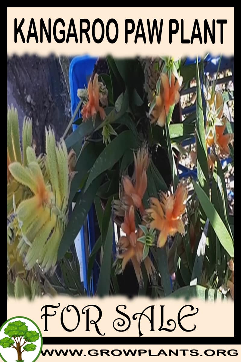 Kangaroo paw