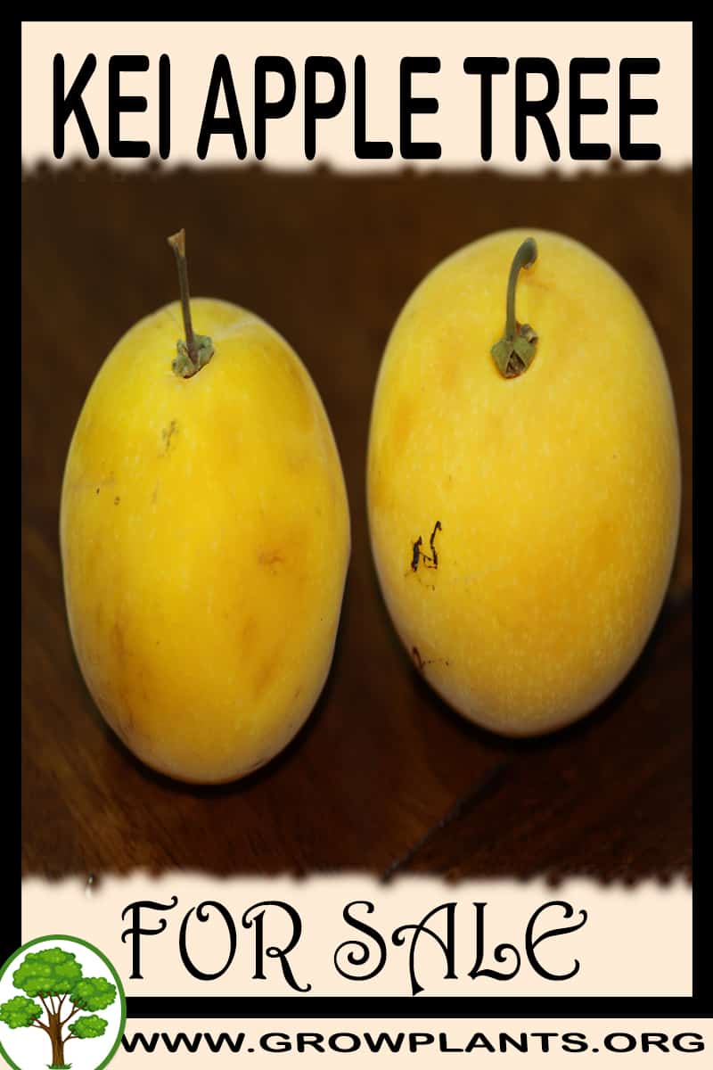Kei apple