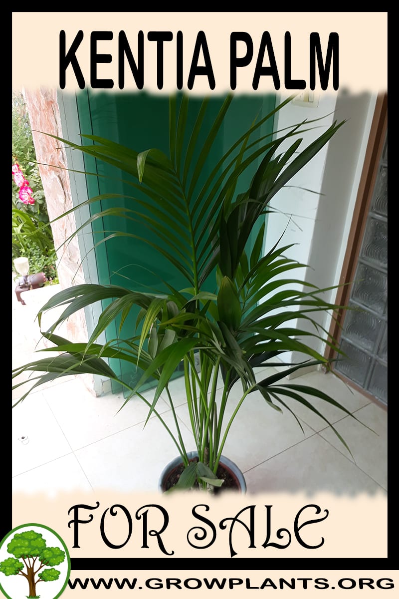 Kentia palm