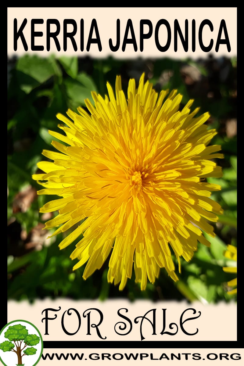 Kerria japonica