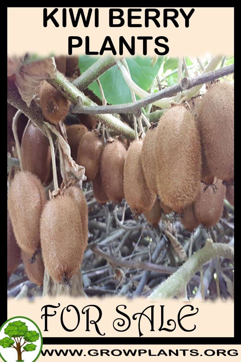 Kiwi berry plants