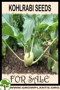 Kohlrabi seeds for sale