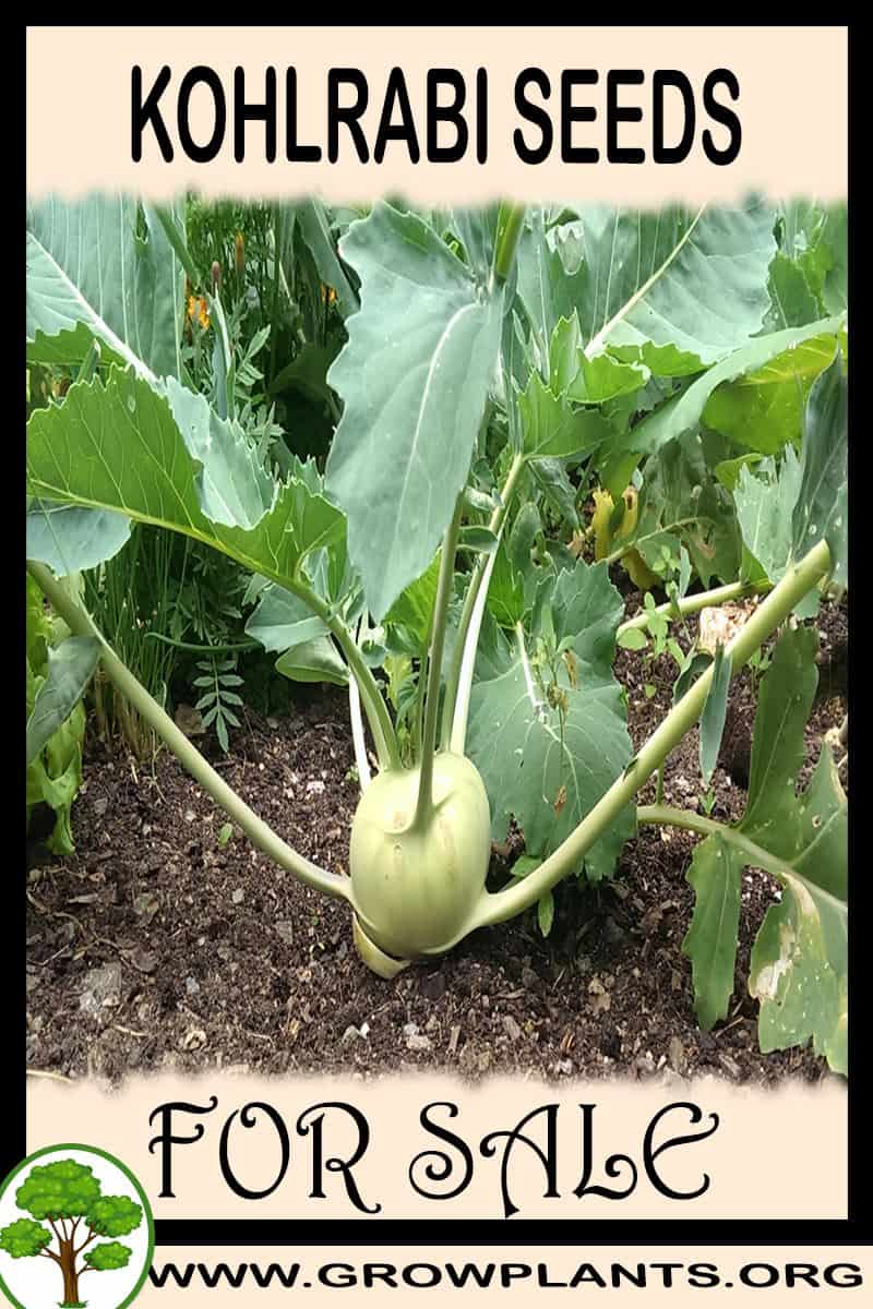 Kohlrabi seeds