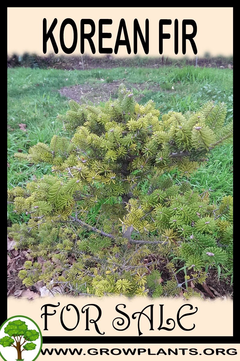 Korean fir