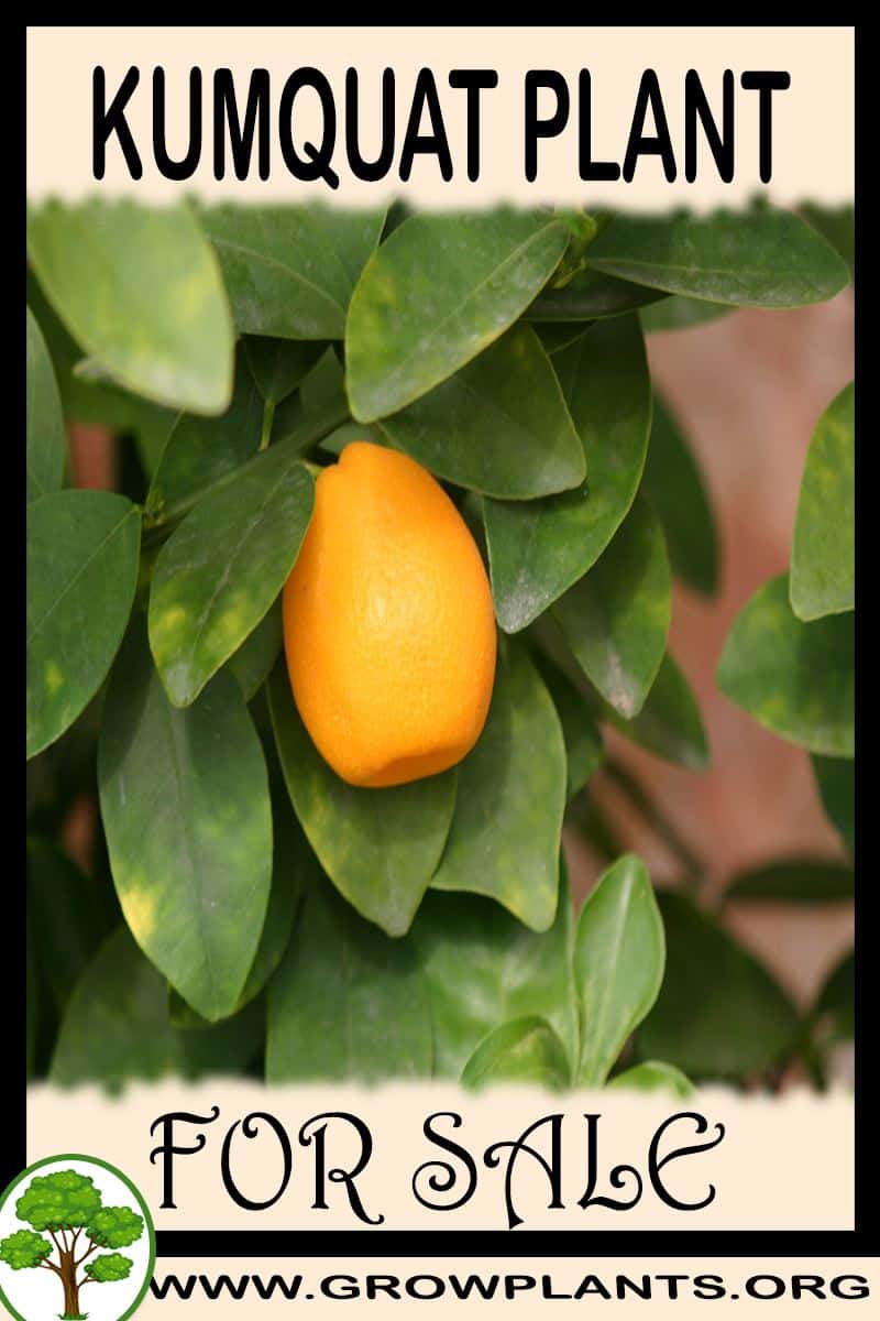 Kumquat