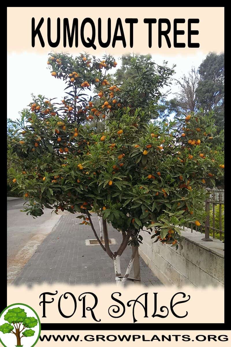 Kumquat tree