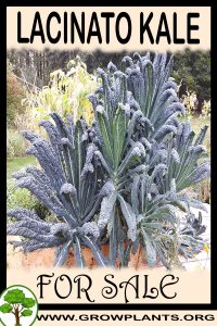 Lacinato Kale for sale