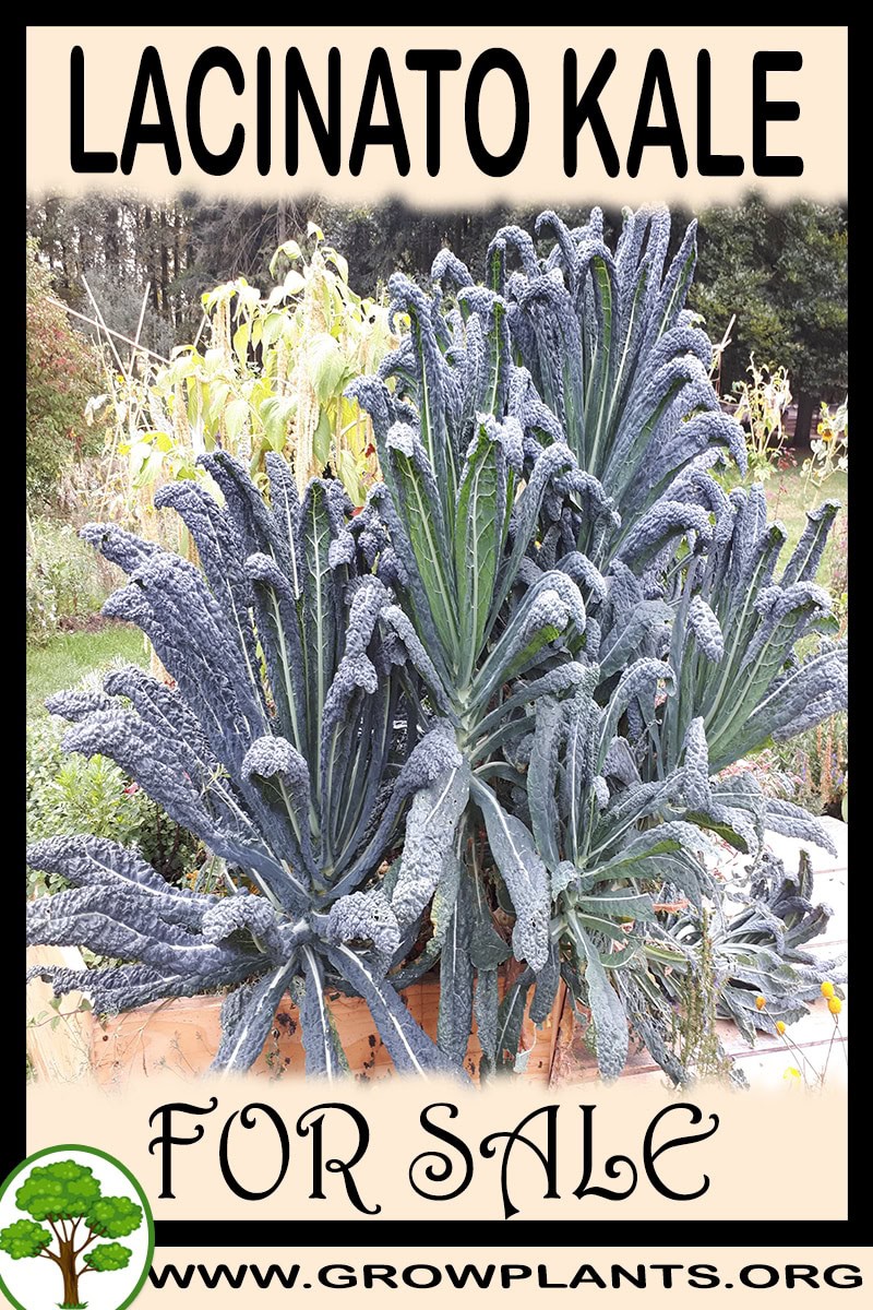 Lacinato Kale