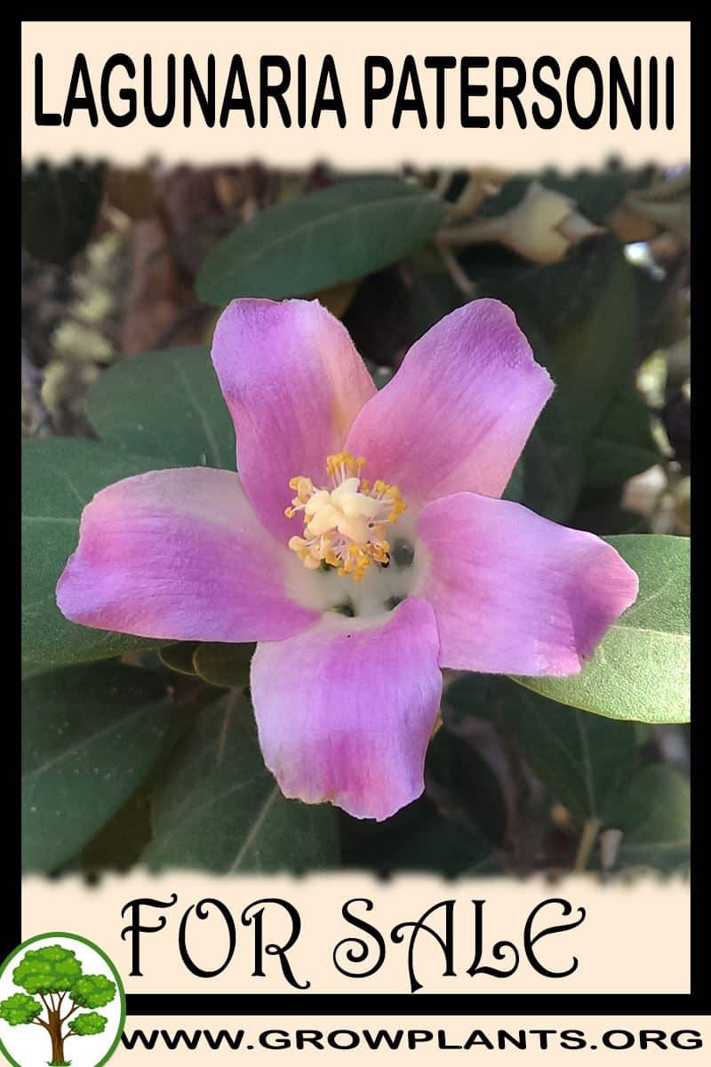Lagunaria patersonii