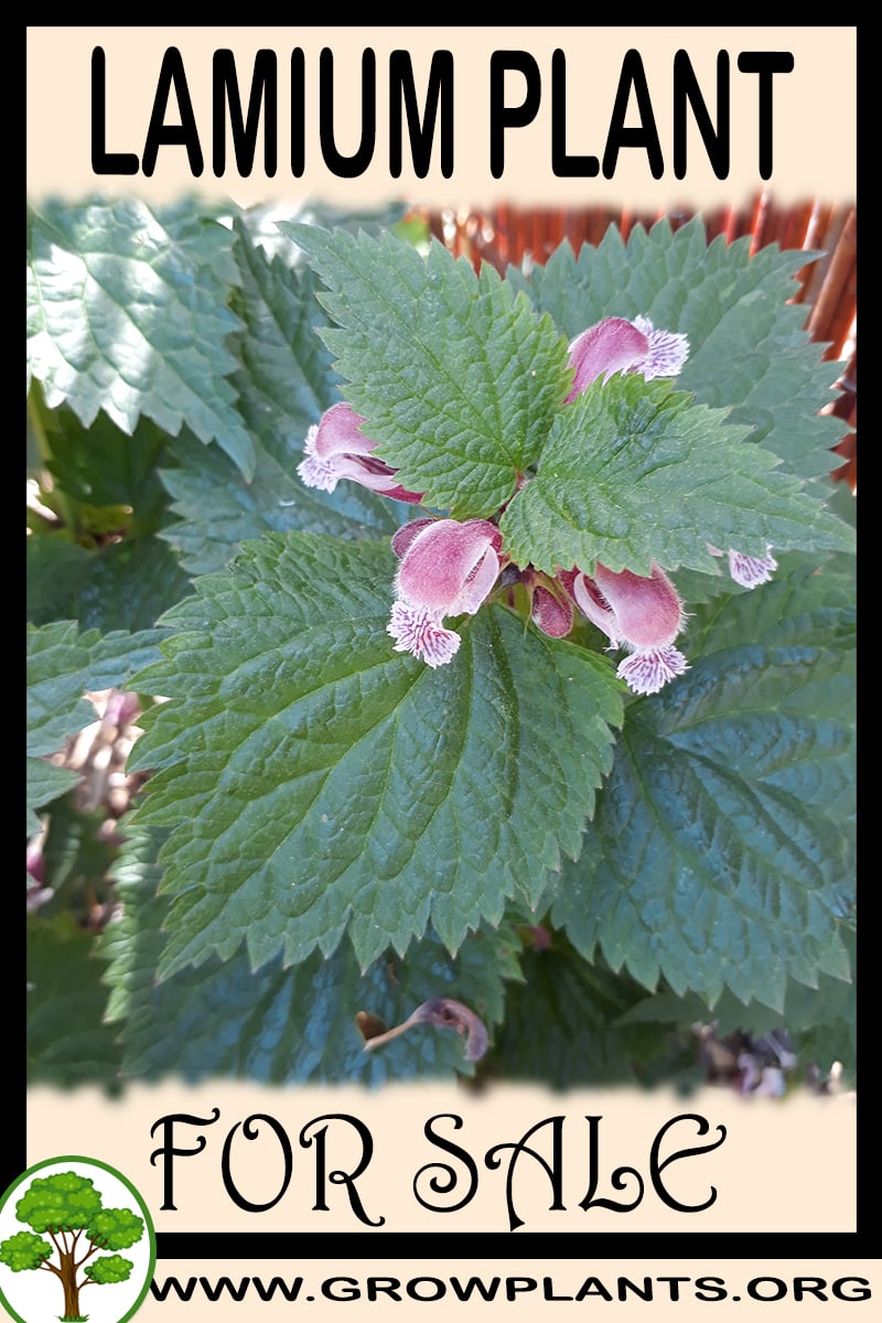 Lamium