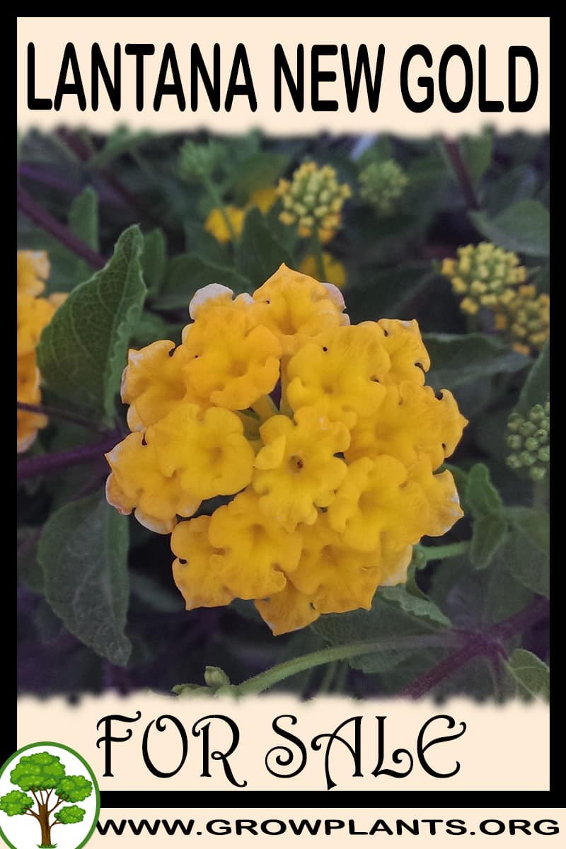 Lantana new gold