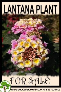 Lantana plant for sale