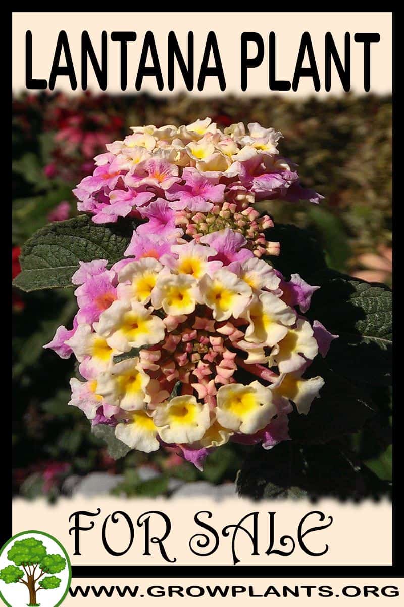 Lantana