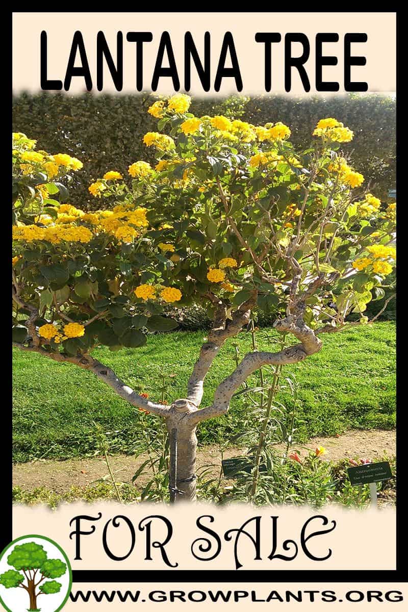 Lantana tree