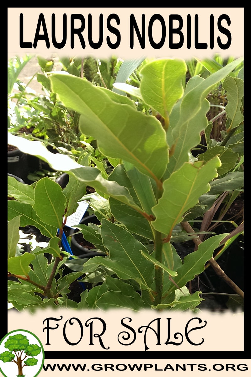 Laurus nobilis