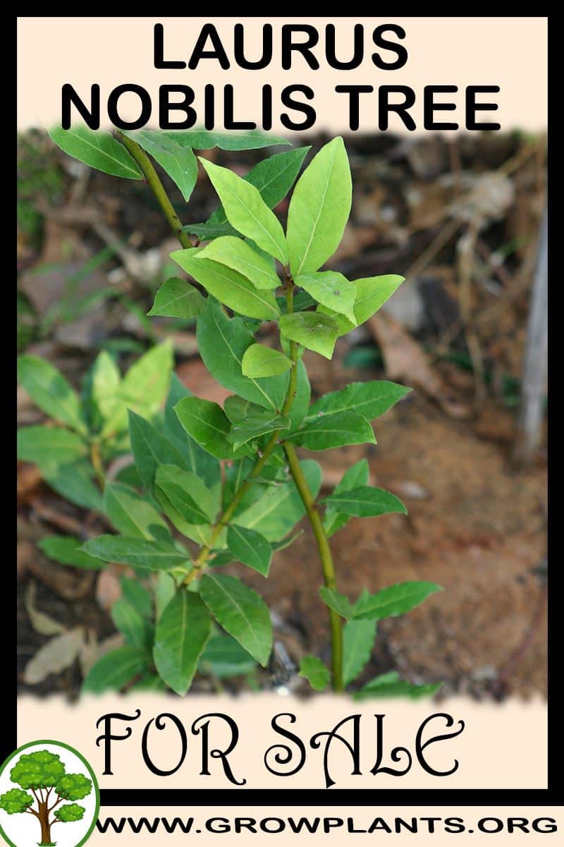 Laurus nobilis tree