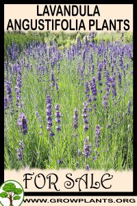 Lavandula angustifolia plants for sale