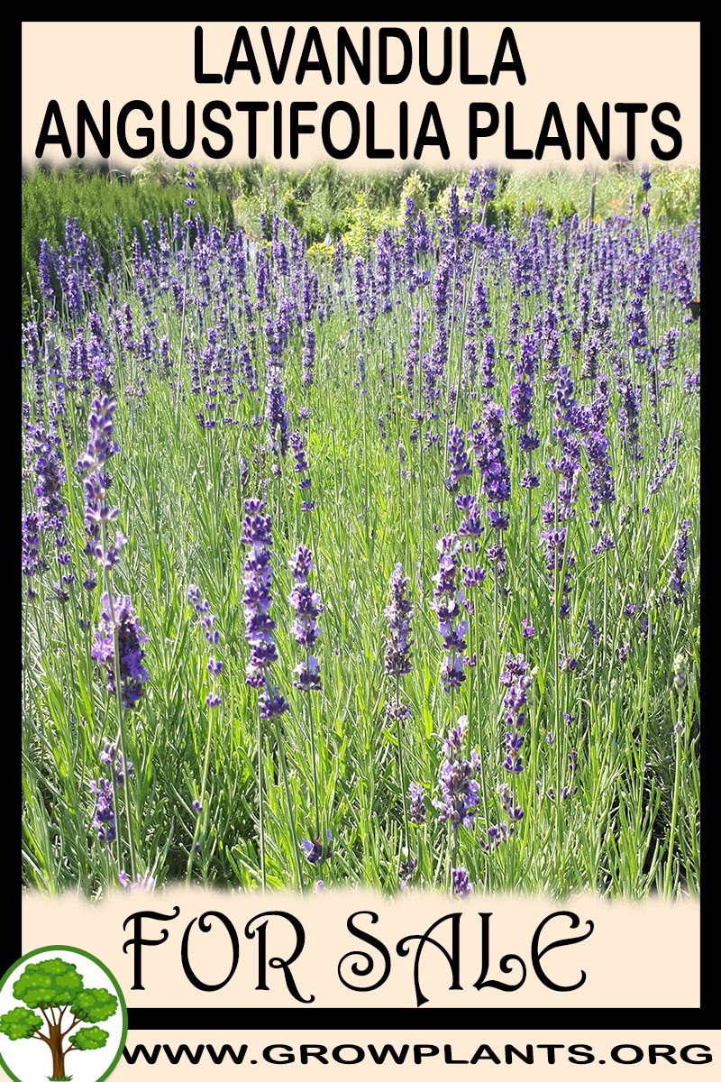 Lavandula angustifolia plants