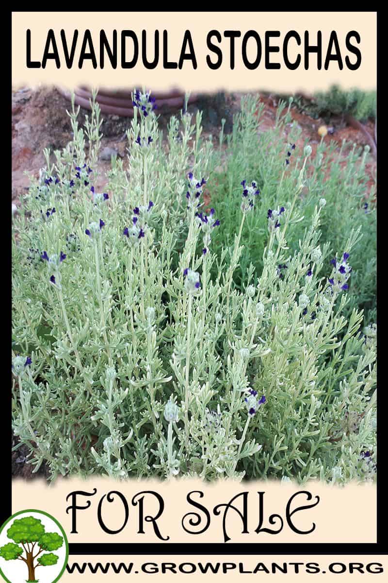 Lavandula stoechas