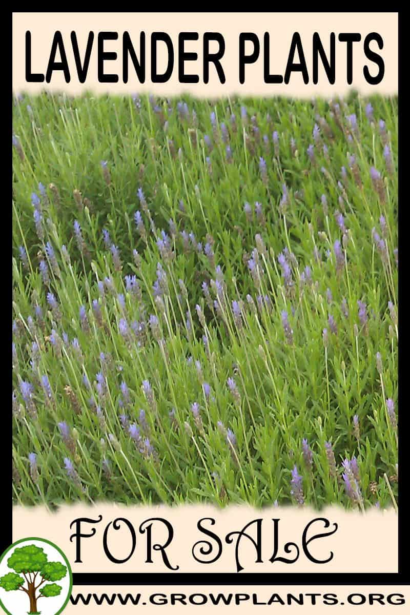 Lavender plants