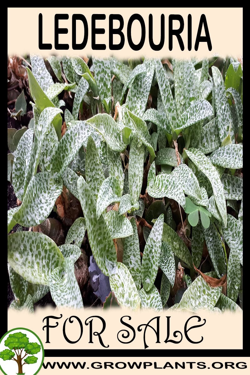 Ledebouria