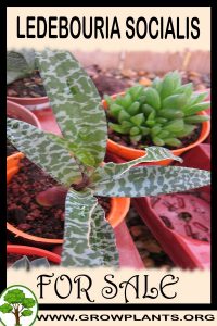 Ledebouria socialis for sale