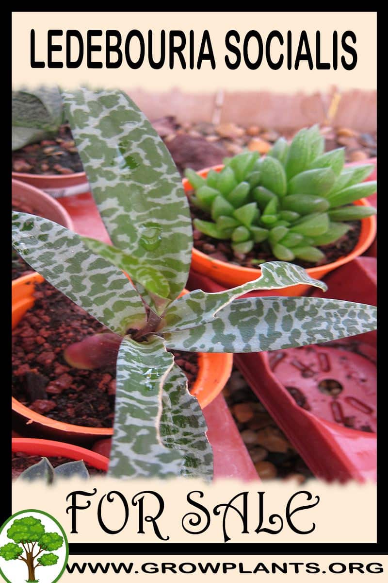 Ledebouria socialis
