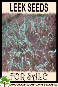 Leek seeds for sale