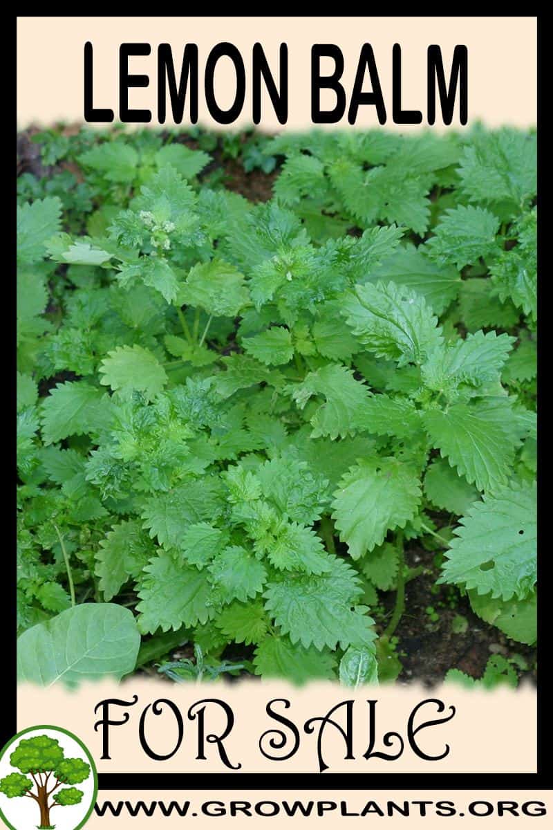 Lemon balm