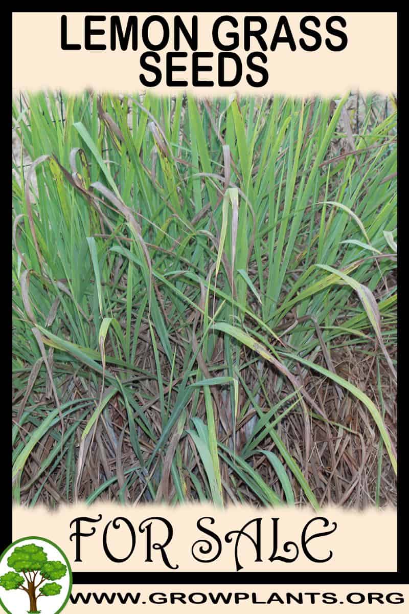 Lemon grass seeds