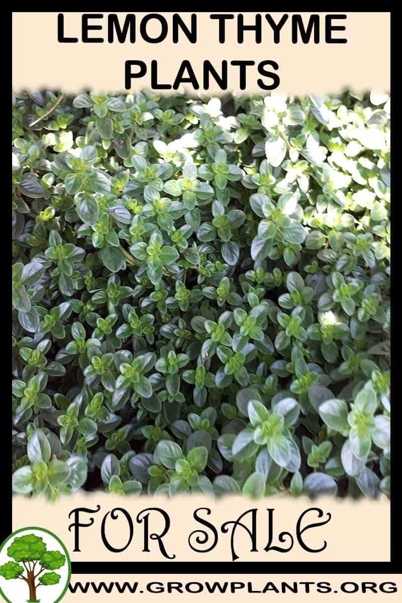 Lemon thyme plants