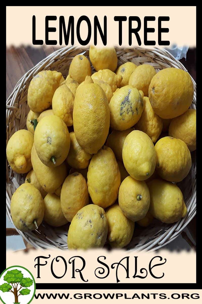 Lemon Tree
