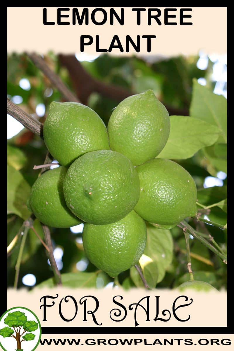 Lemon tree
