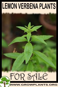 Lemon verbena plants for sale
