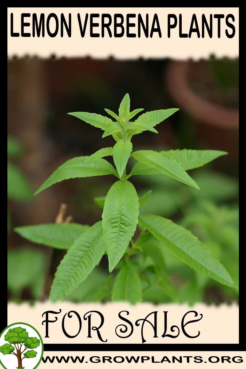 Lemon verbena plants