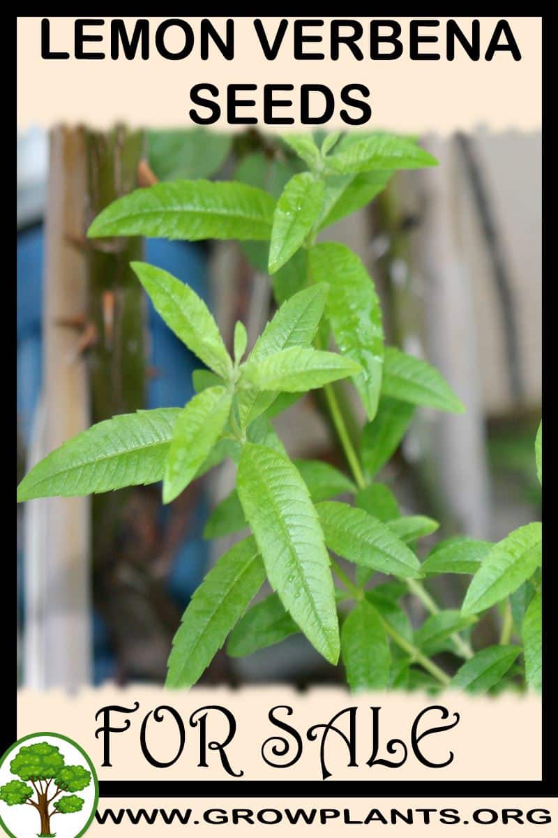 Lemon verbena seeds