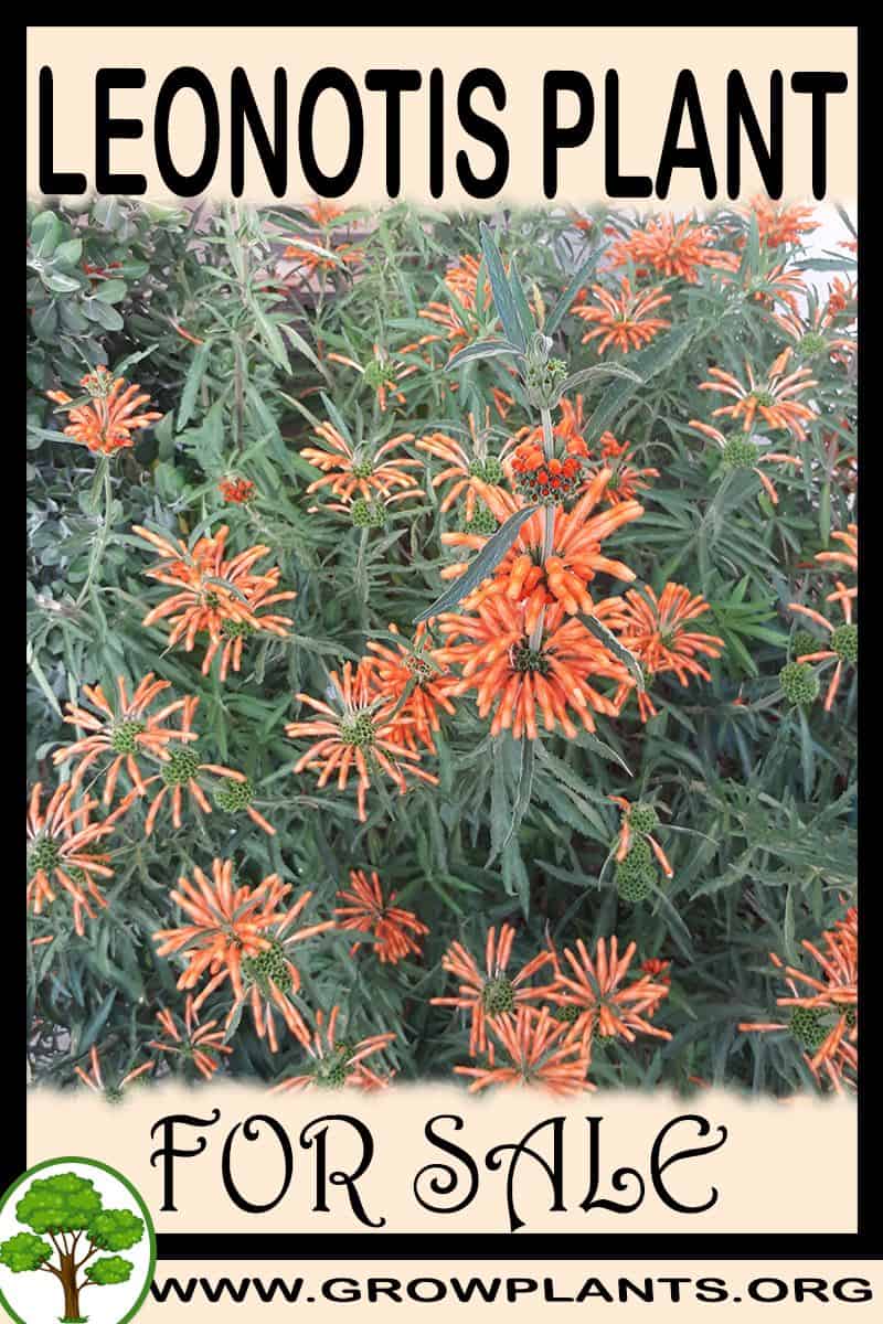 Leonotis