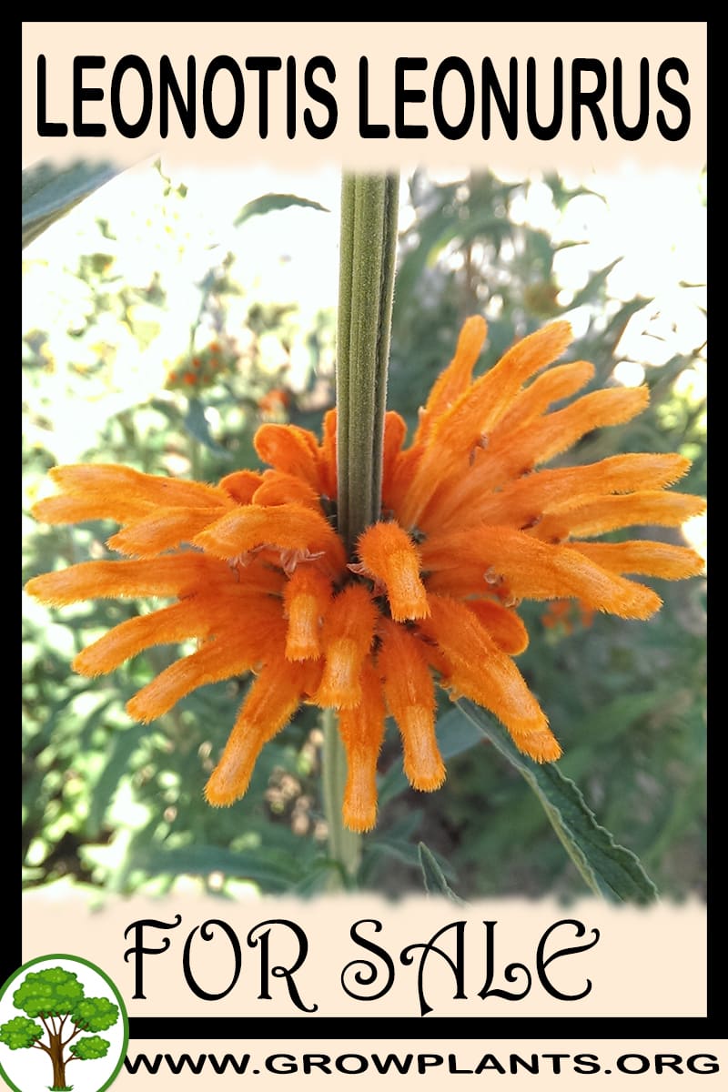 Leonotis leonurus