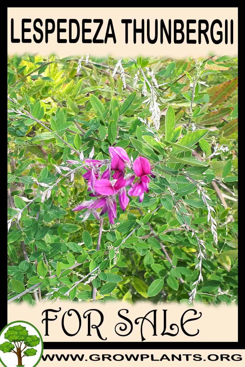 Lespedeza thunbergii