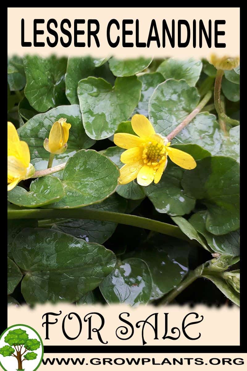 Lesser celandine