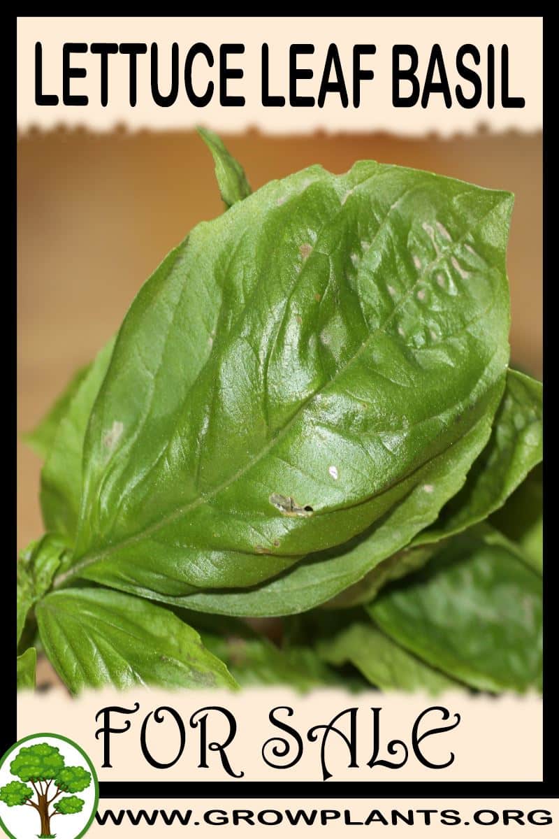 Lettuce leaf basil