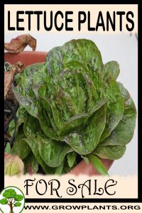 Lettuce plants for sale