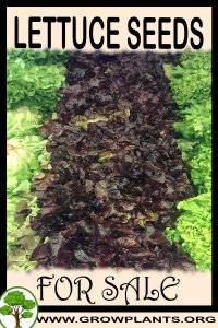 Lettuce seeds for sale