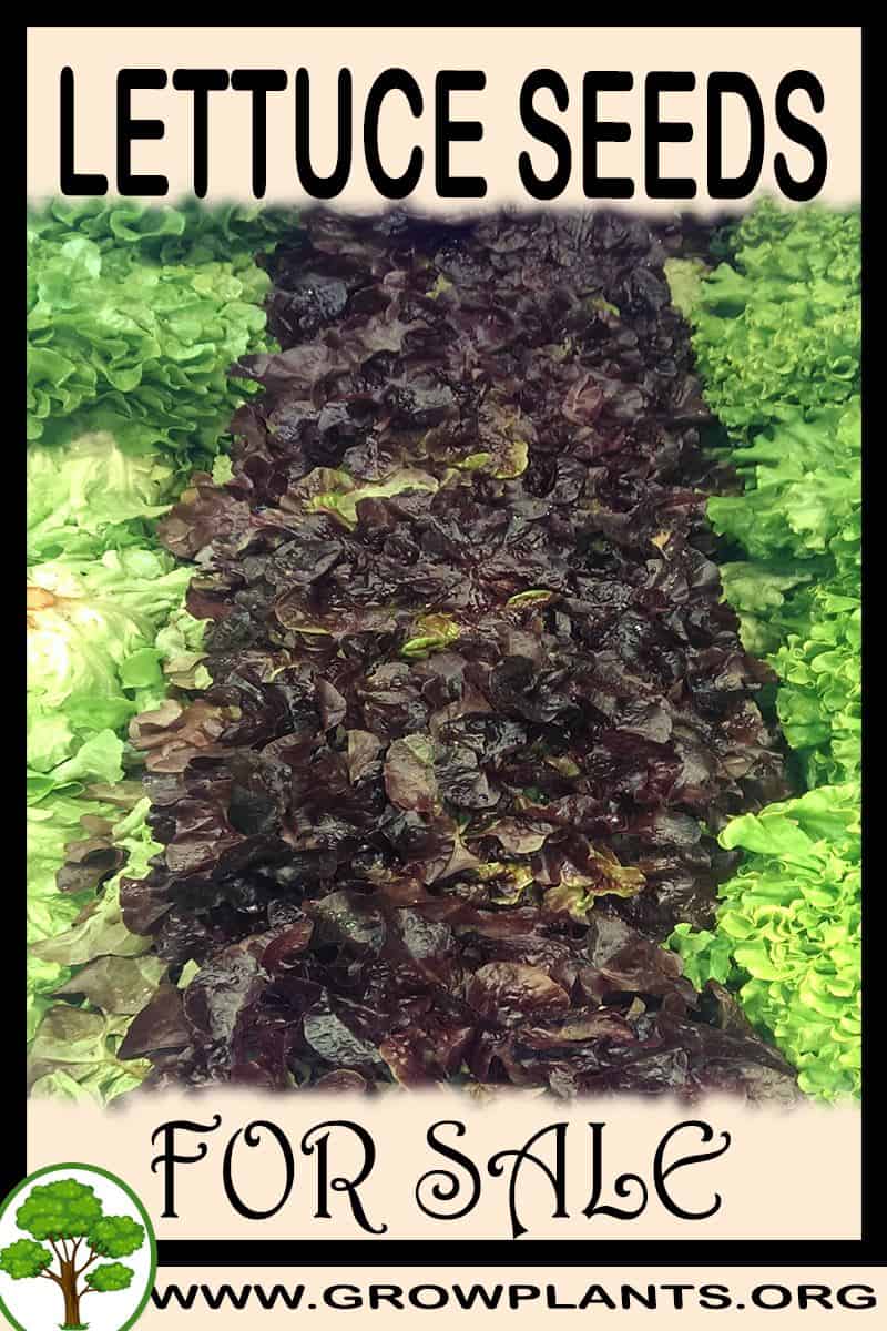 Lettuce seeds