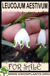 Leucojum aestivum for sale