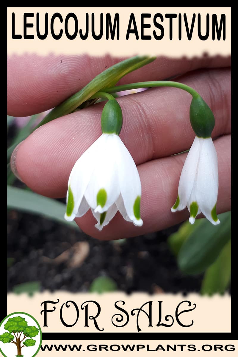 Leucojum aestivum