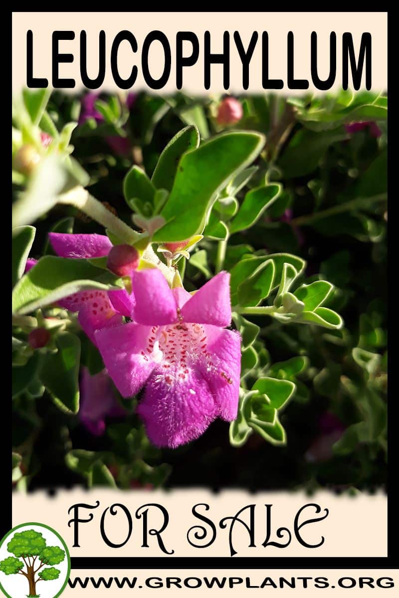 Leucophyllum