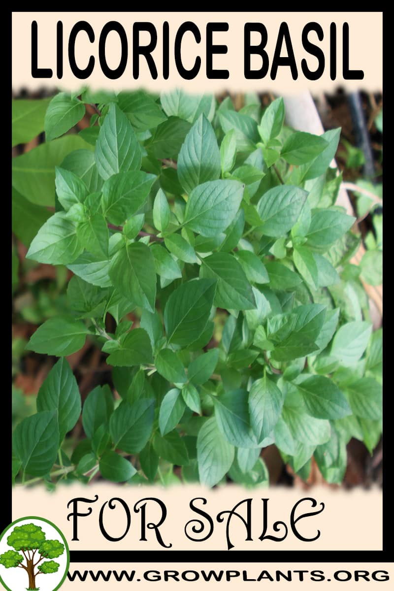 Licorice basil