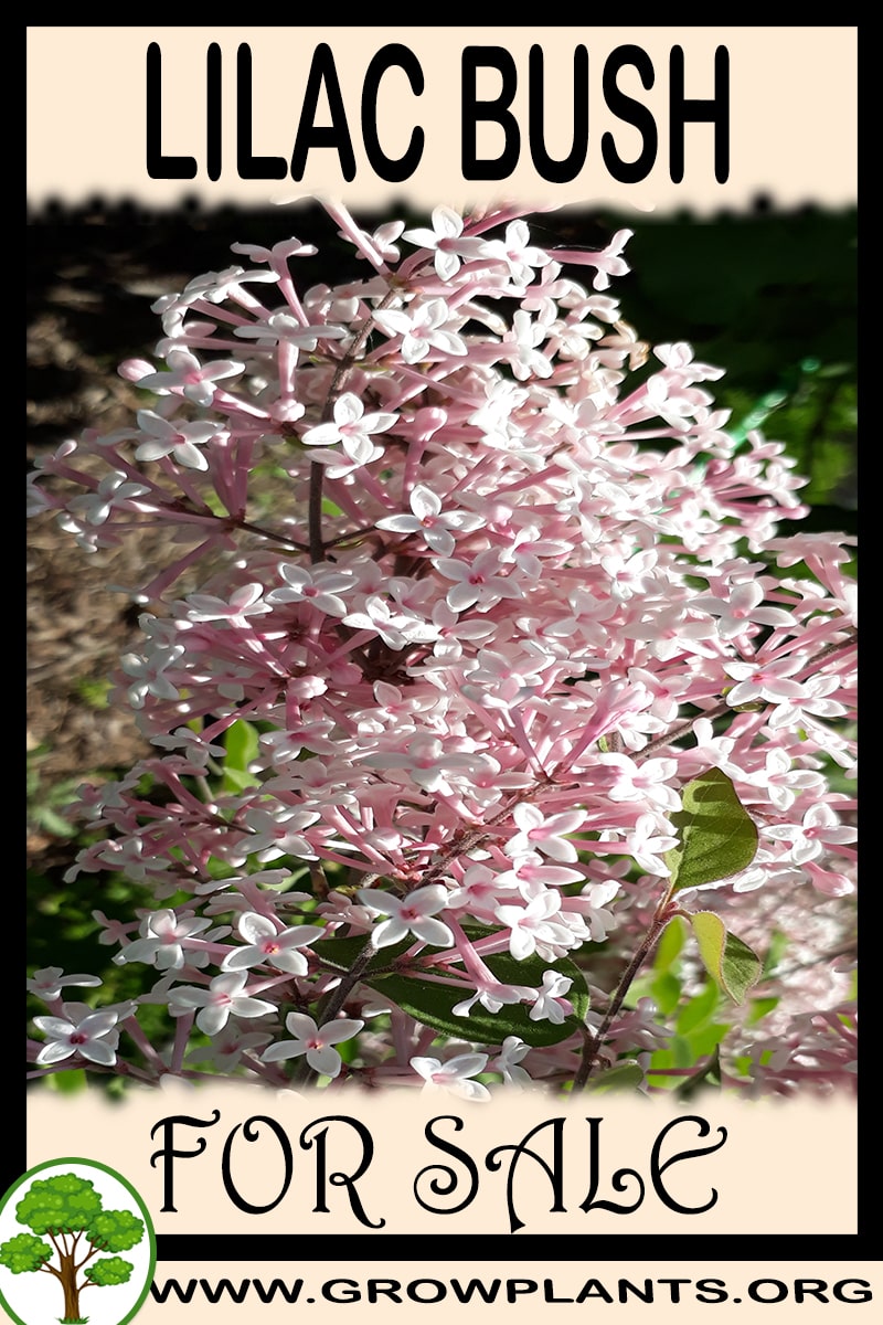 Lilac bush